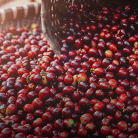 Cà phê tươi Robusta Gia Lai 100% quả chín